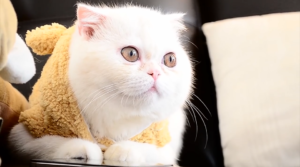 Exotic Shorthair