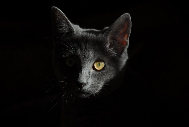 common cat illnesses