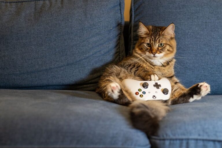 cat safety indoors