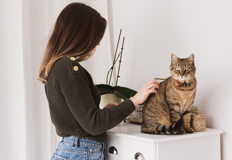 cat grooming tips