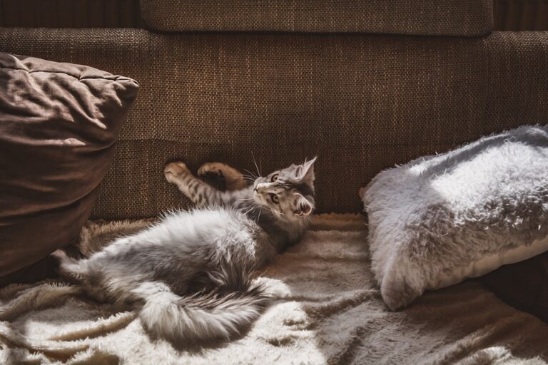 cat behavior in apartments
