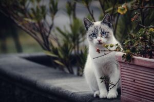 cat-proof plants