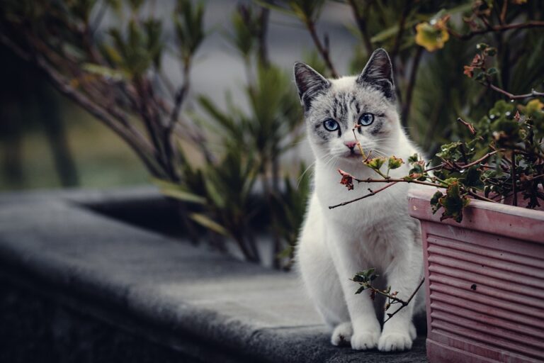 cat-proof plants