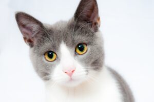 cat-1151519_640 (1)