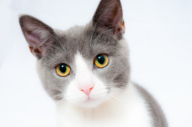 cat-1151519_640 (1)