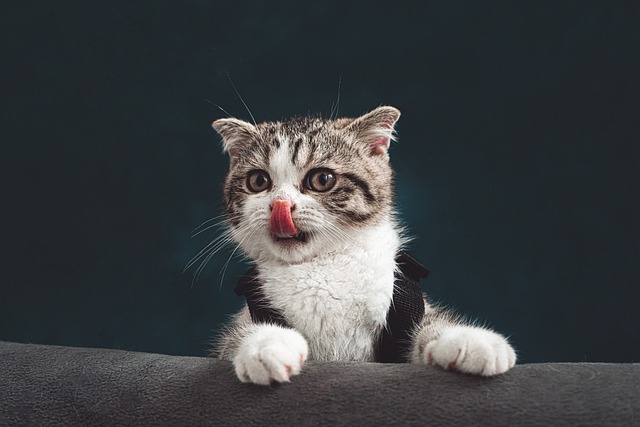 cat-6723256_640