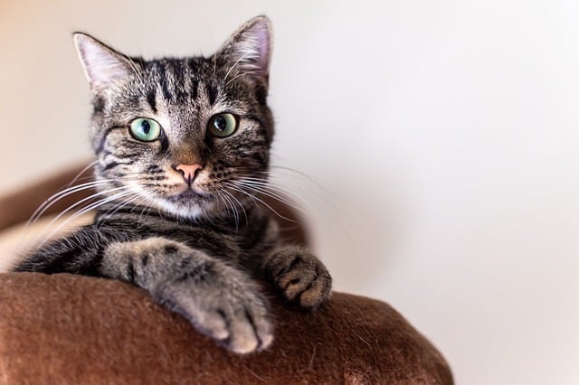 simba-8618301_640